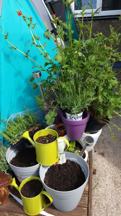 Plants in pots