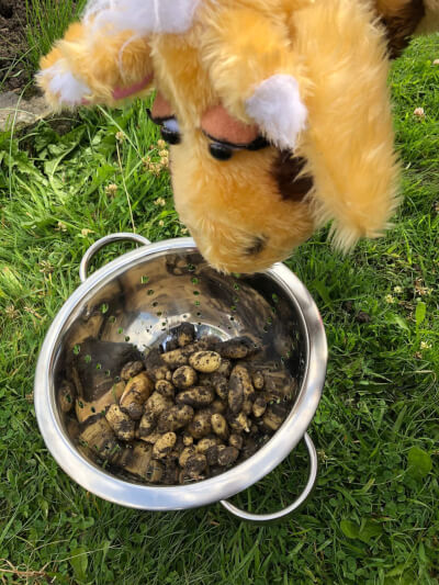 Muddy potatoes