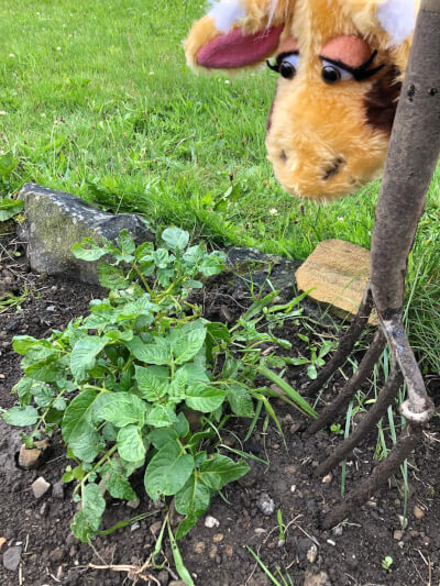 Digging potatoes with a garden fork