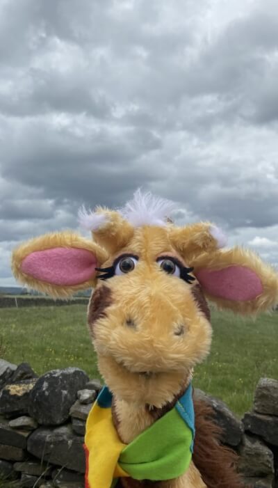 Harold the giraffe looking at the camera, with clouds in the sky behind him.