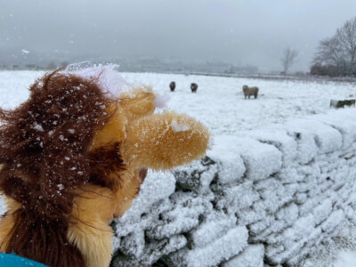 Sheep running towards Harold from distance 1