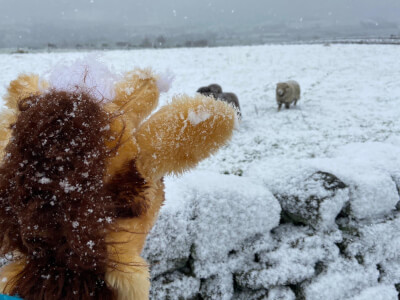 Sheep running towards Harold from distance 2