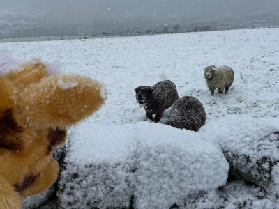 Sheep running towards Harold from distance 3