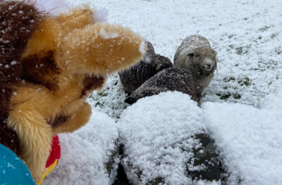 Sheep close to Harold and Harold watching