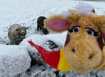 5-Harold looking at camera with sheep in background