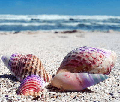 Seashell