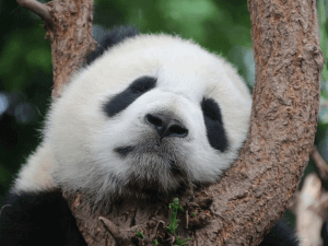 Sleeping panda