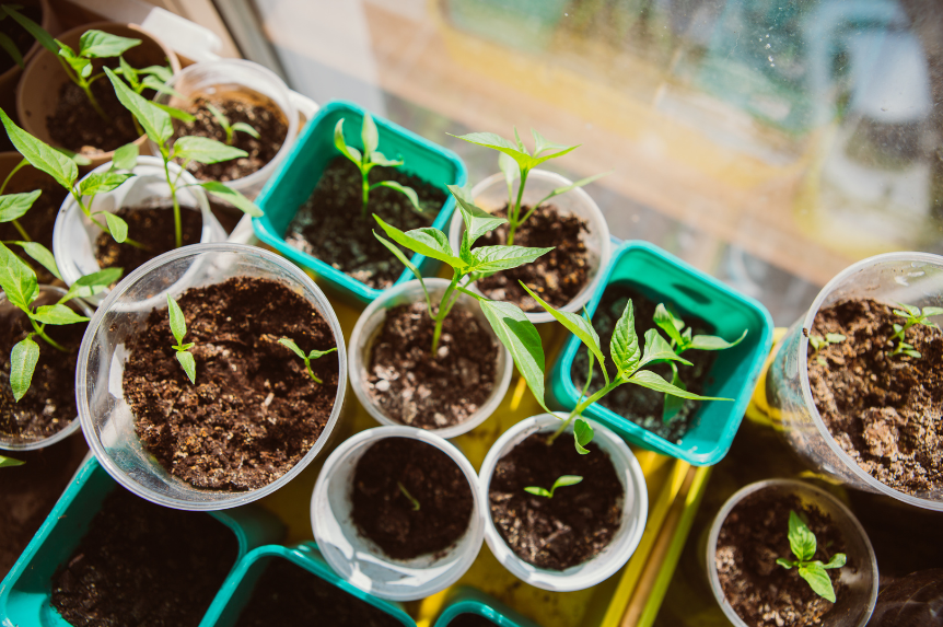 Plants sprouting out of cups/pots