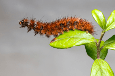 Hairy caterpillar on leaf